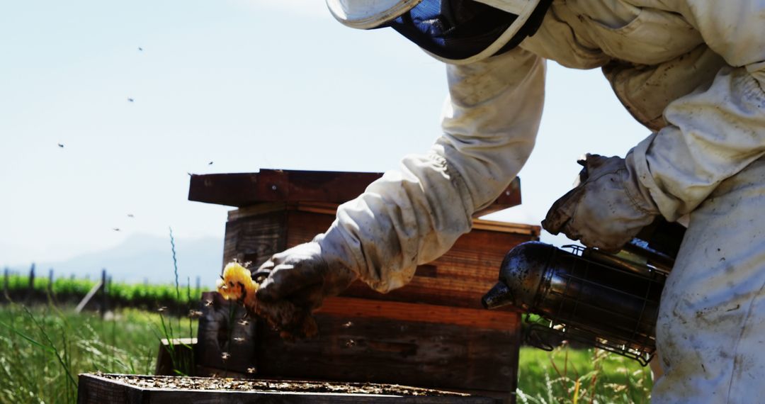 Beekeeper Tending to Bees with Smoker in Lush Apiary