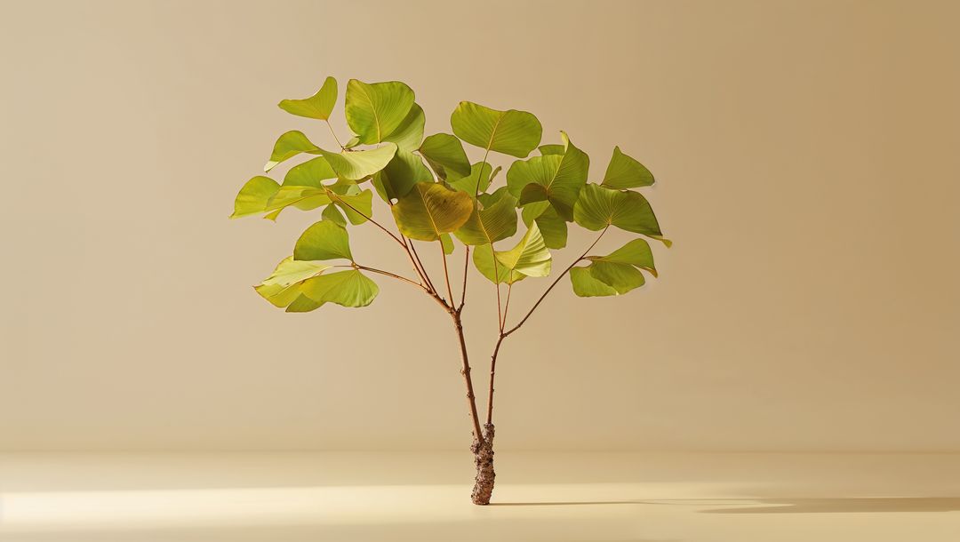 Minimalistic green ginkgo-like sapling with fan-shaped leaves on beige platform