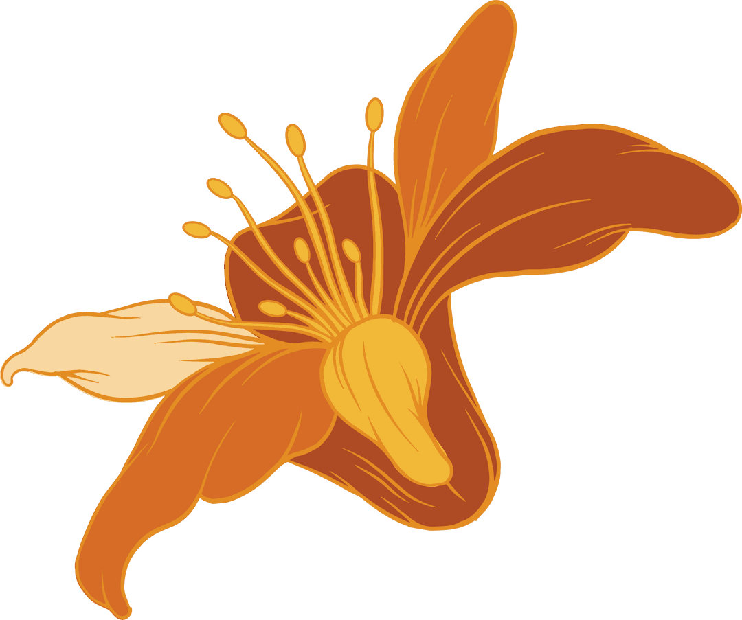 Stylized Orange Lily Blooming with Transparent Background