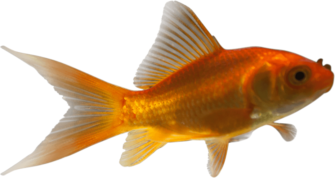 Vibrant Single Goldfish on Transparent Background Isolated PNG