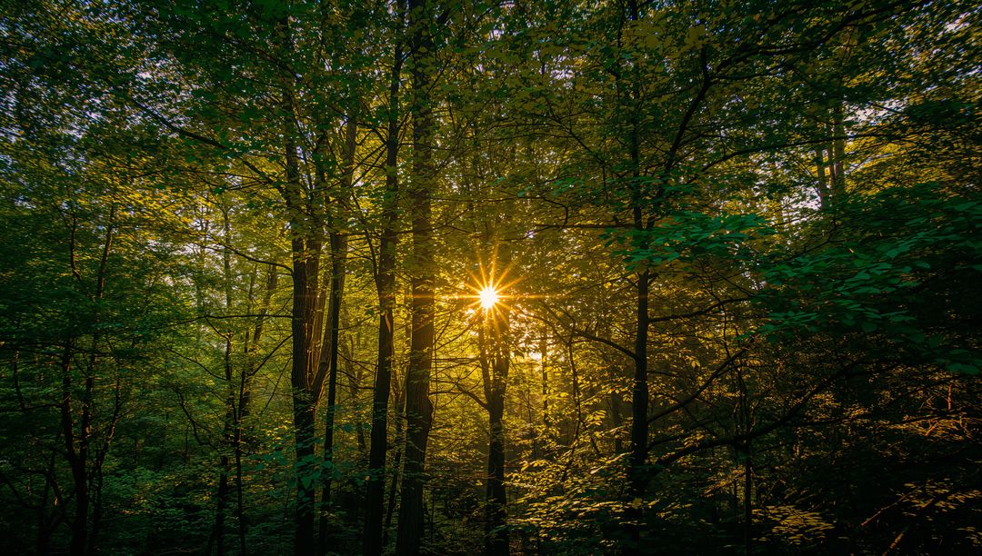 Sunstar streaming through dense green forest canopy during golden hour