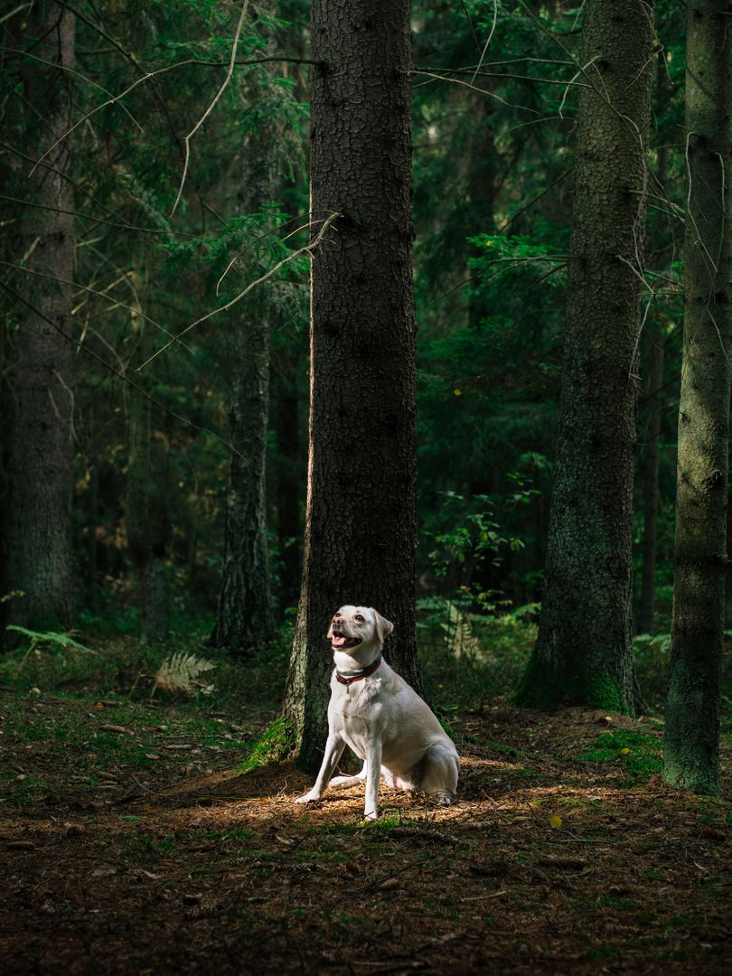 Golden Retriever Sitting in Sunlight in Dense Forest - Free Images, Stock Photos and Pictures on Pikwizard.com