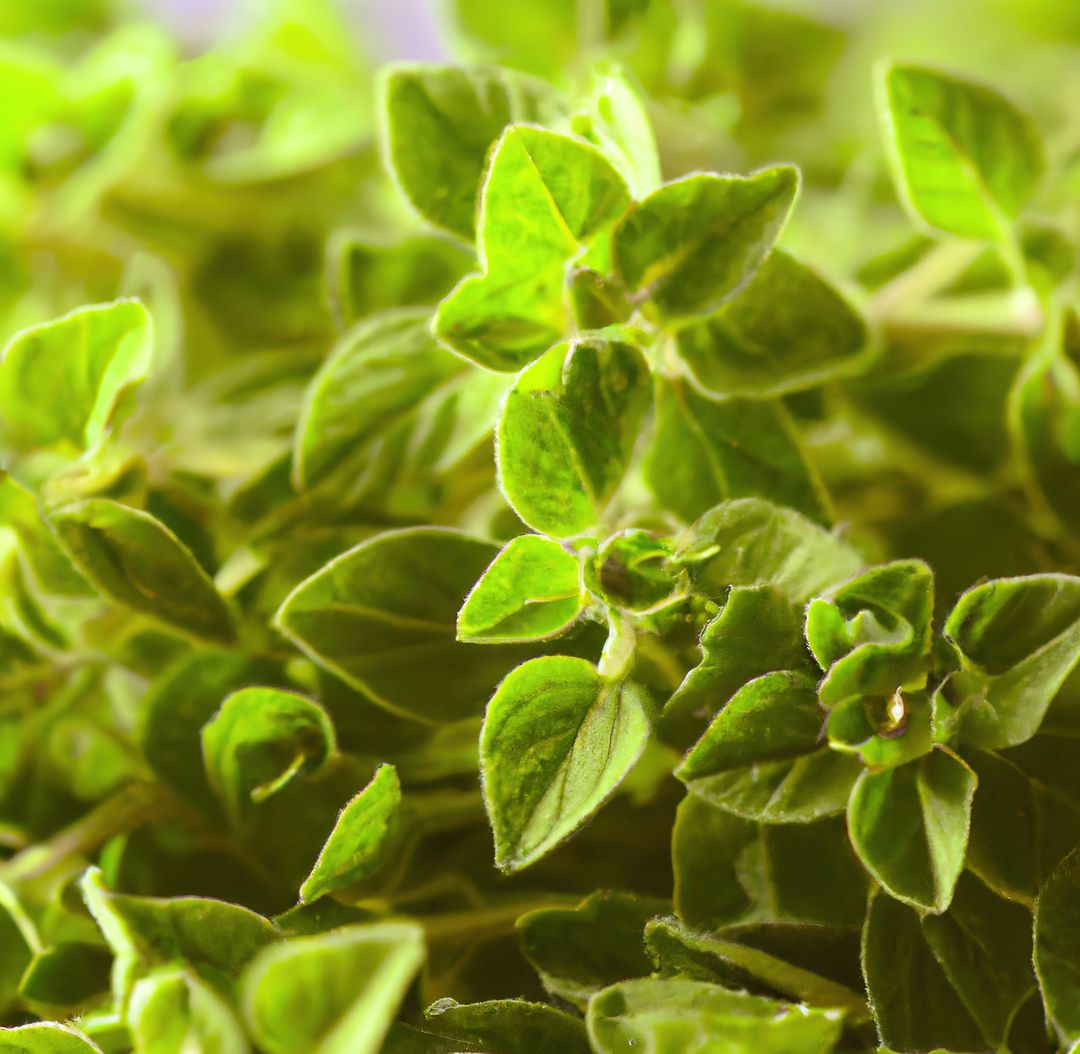 Close up of oregano created using generative ai technology - Free Images, Stock Photos and Pictures on Pikwizard.com