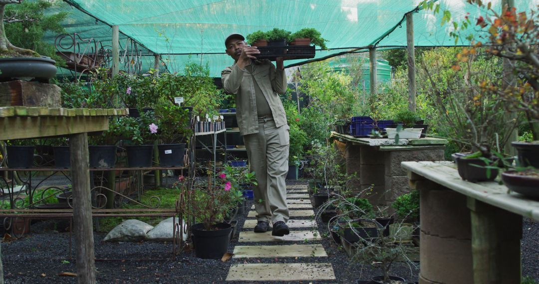 Man Carrying Plants in Tree Nursery Greenhouse - Free Images, Stock Photos and Pictures on Pikwizard.com