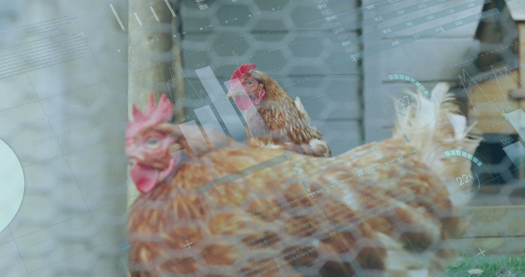 Futuristic Data Overlay on Farm Chickens Signifying AI in Agriculture