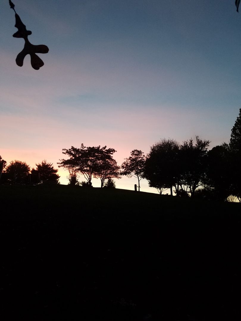 Silhouette of Trees at Sunset in Scenic Park - Free Images, Stock Photos and Pictures on Pikwizard.com