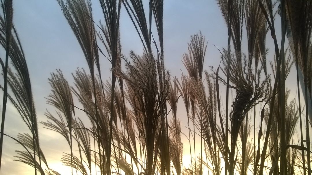 Tall Grass Against Soft Sunrise - Free Images, Stock Photos and Pictures on Pikwizard.com