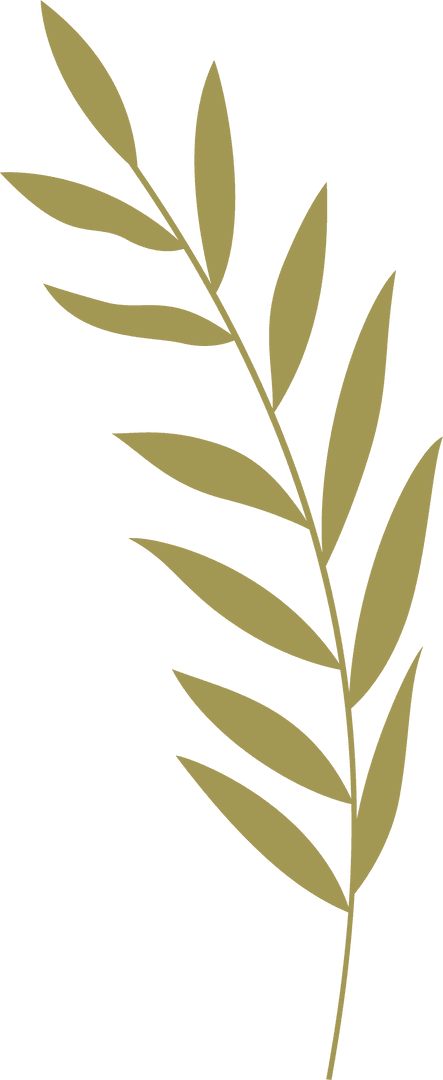 Transparent Minimalist Botanical Illustration Pointed Leaves