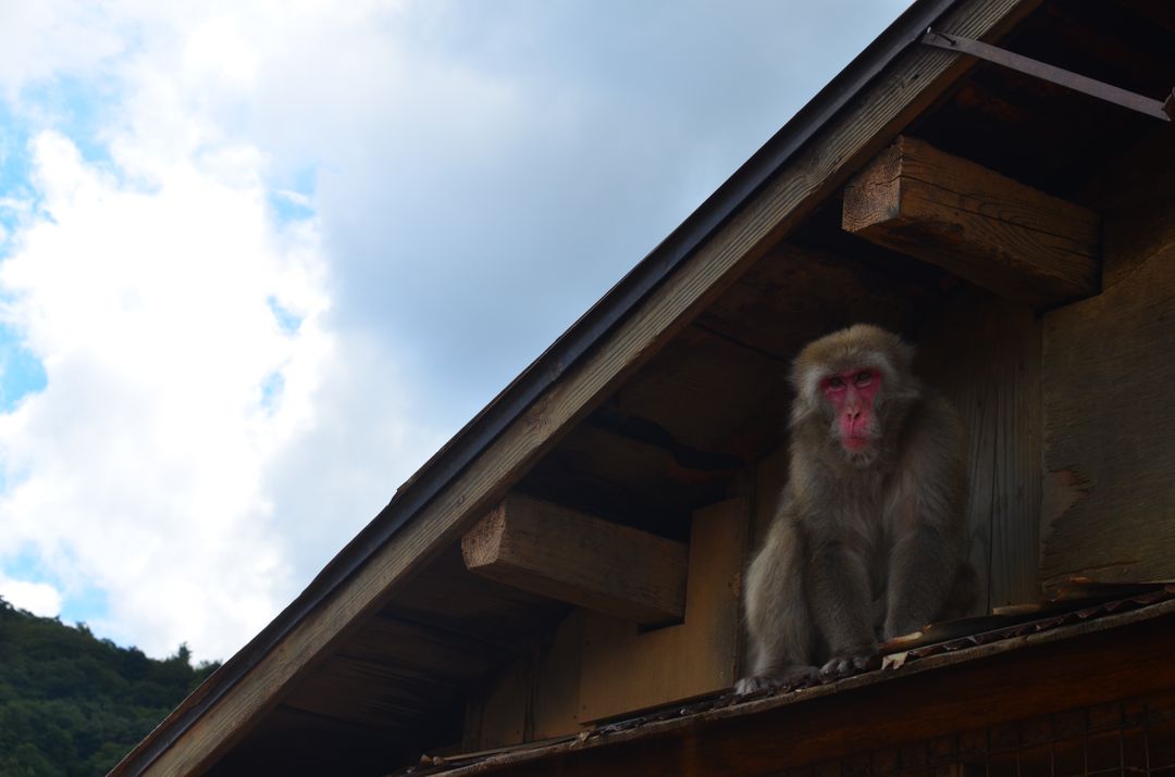 Japanese Macaque Sitting on Wooden Rooftop - Free Images, Stock Photos and Pictures on Pikwizard.com