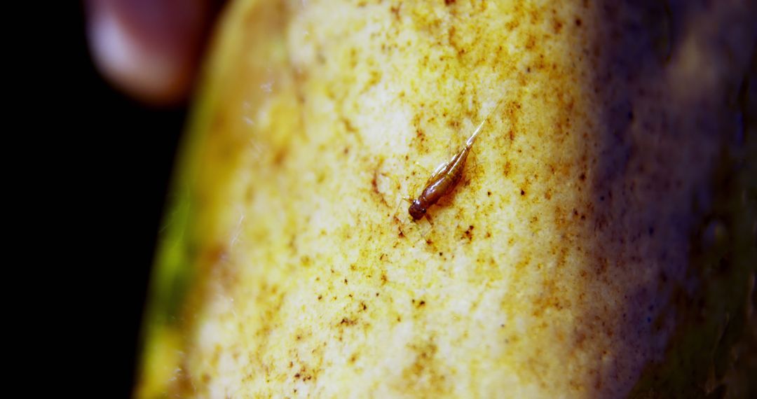 Macro Shot of Tiny Insect on Wet Stone Surface