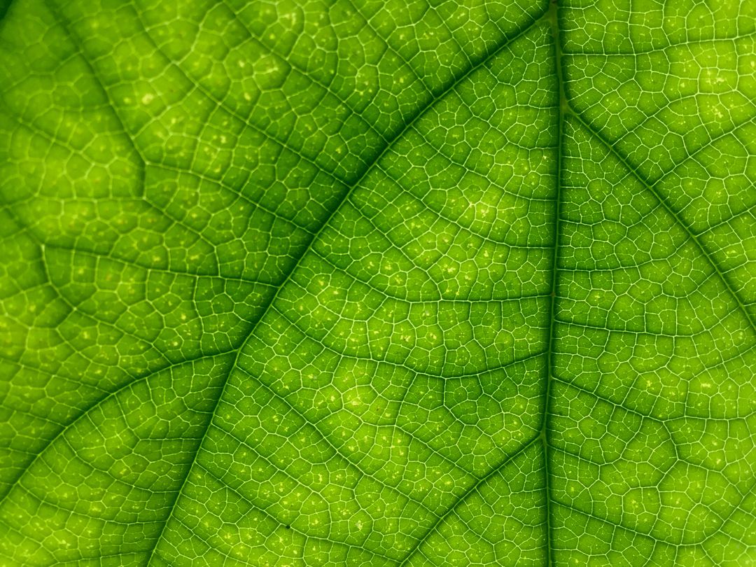 Green Leaf - Free Images, Stock Photos and Pictures on Pikwizard.com