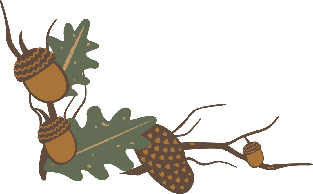 Transparent Oak Branch with Acorns and Seed Pod Illustration