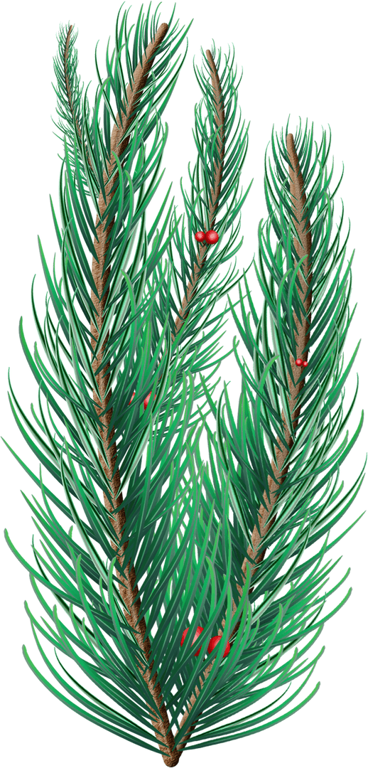 Transparent Pine Branch with Red Berries for Festive Celebrations