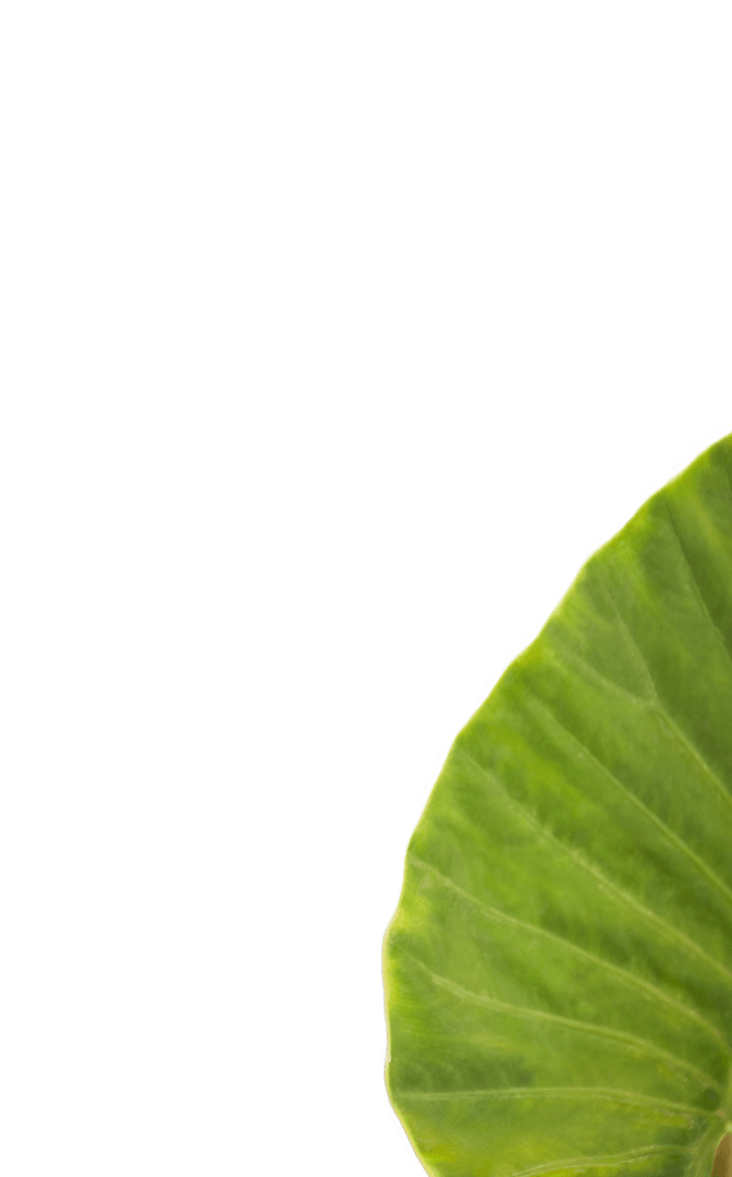 Transparent Close-up of Vibrant Green Leaf Edge on White Background