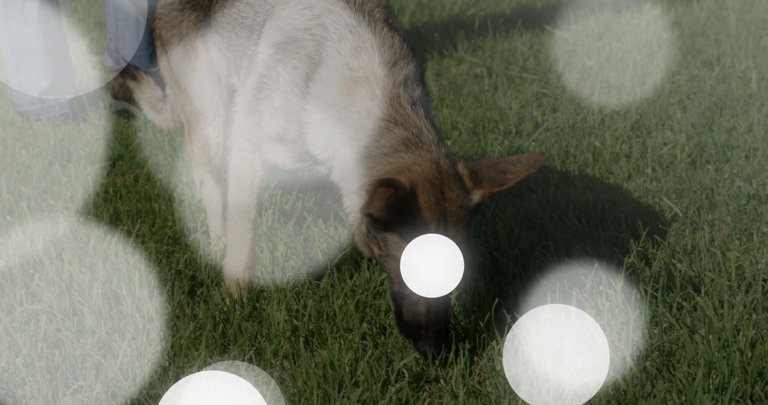 German Shepherd Exploring Backyard with Bokeh Effect