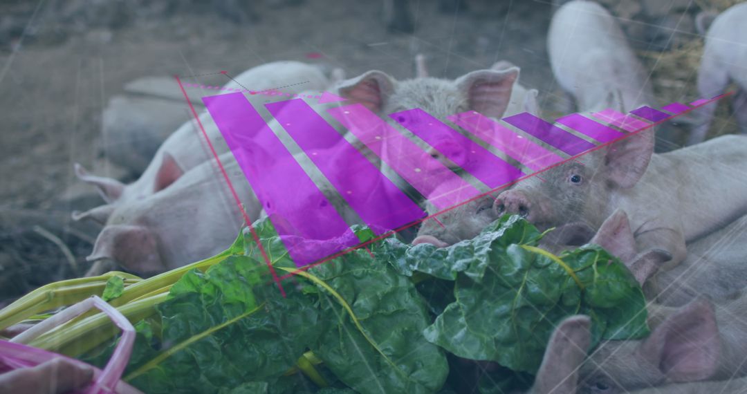 Financial Data Overlay with Man Feeding Pigs in Barn