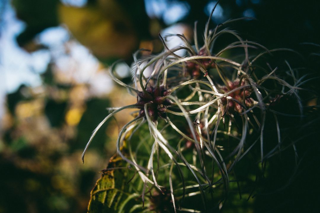 Close-up of Wild Plant with Unique Seed Pods - Free Images, Stock Photos and Pictures on Pikwizard.com