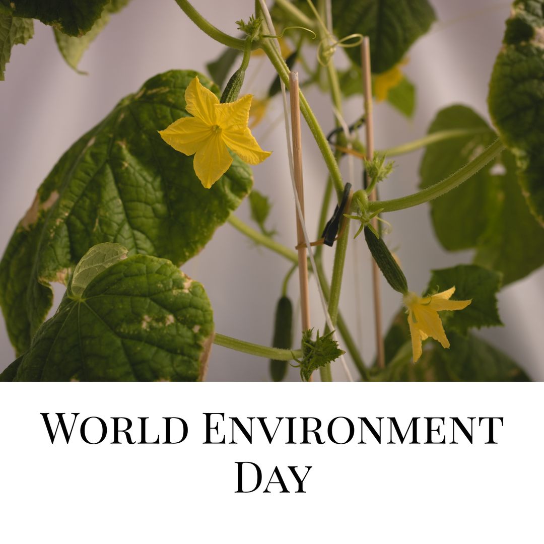 Cucumber Plant with Yellow Blooms Celebrating World Environment Day