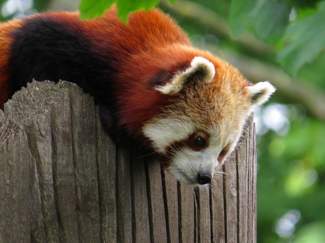 Red Panda Resting on Tree Stump in Forest - Free Images, Stock Photos and Pictures on Pikwizard.com