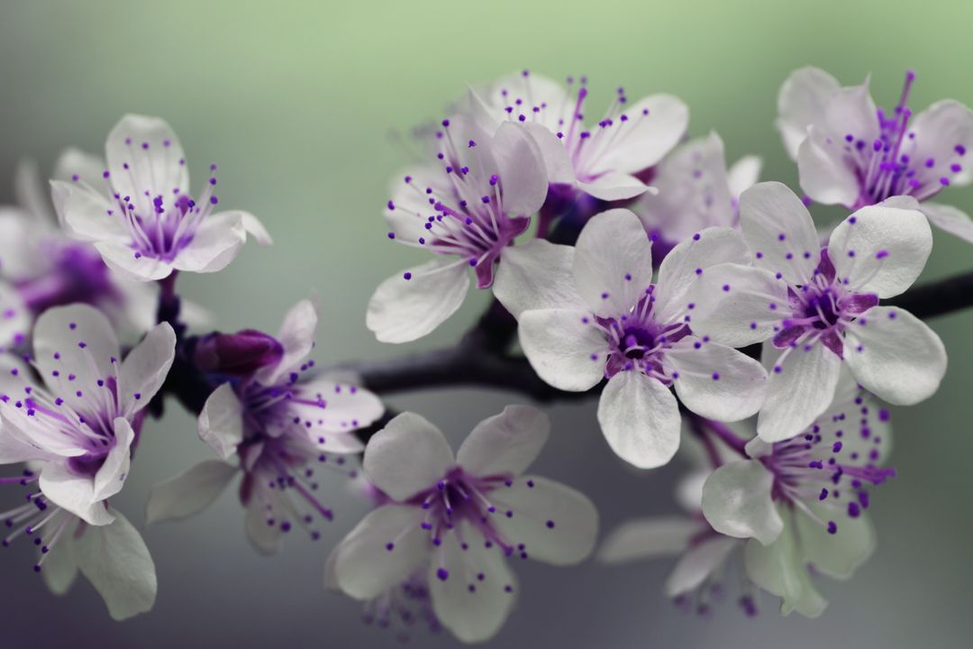 Close-up of Spring Blossoms with Purple Stamens in Soft Focus - Free Images, Stock Photos and Pictures on Pikwizard.com