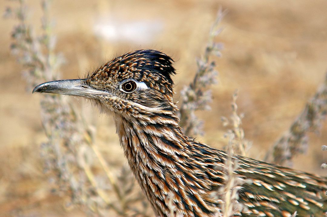 Detailed Portrait of Greater Roadrunner in Natural Habitat - Free Images, Stock Photos and Pictures on Pikwizard.com