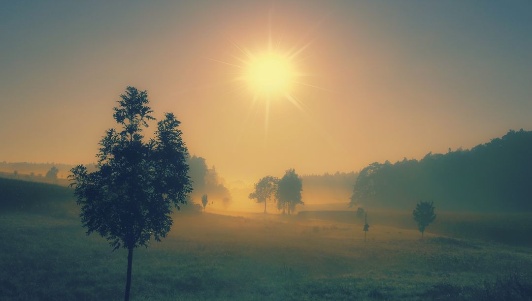 Idyllic Sunrise Over Misty Countryside with Silhouetted Trees - Free Images, Stock Photos and Pictures on Pikwizard.com