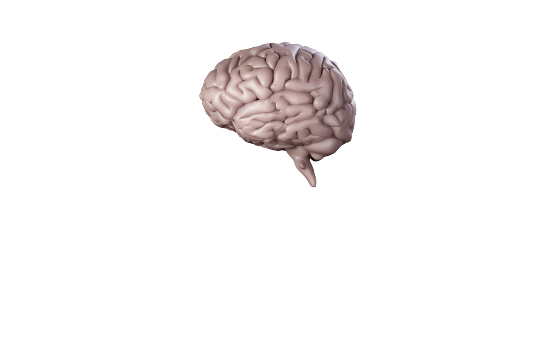 Transparent Brain Isolated on White Background - Download Free Stock Images Pikwizard.com