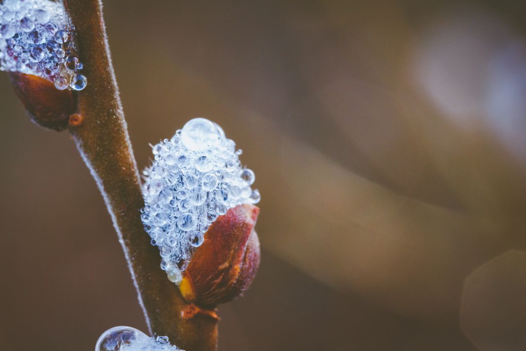 Close-Up Shot of Ice-Covered Bud on Branch in Winter - Free Images, Stock Photos and Pictures on Pikwizard.com