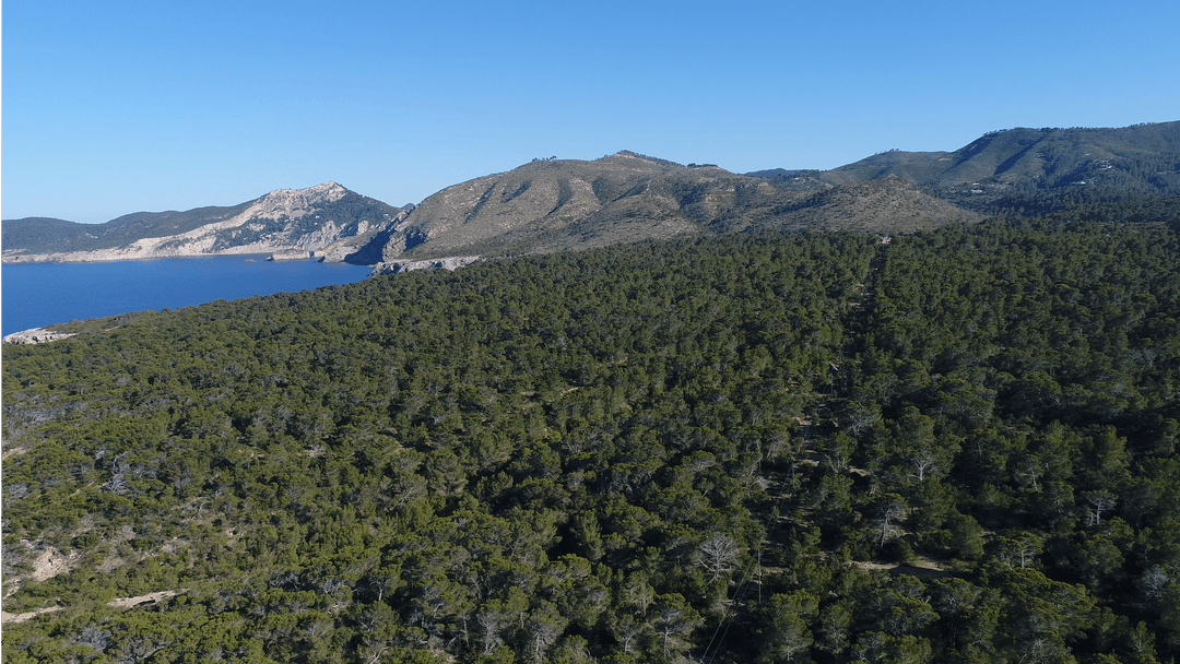 Transparent Aerial View of Lush Forest and Mountain in Clear Sky