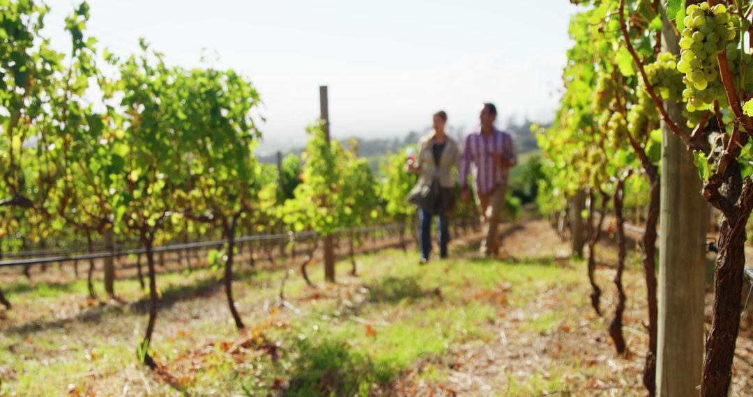 Two people walking in sunny vineyard, focusing on ripe grapes - Free Images, Stock Photos and Pictures on Pikwizard.com