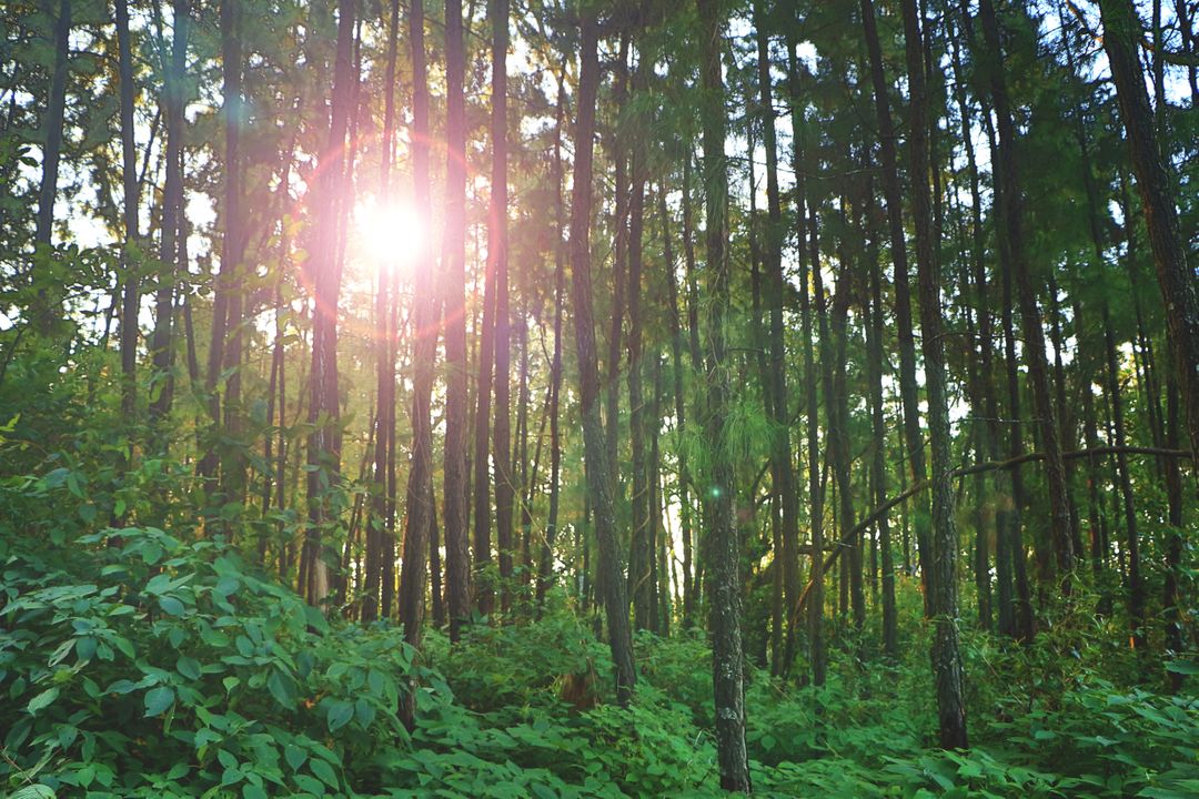 Sunlight Piercing Through Lush Green Forest - Free Images, Stock Photos and Pictures on Pikwizard.com