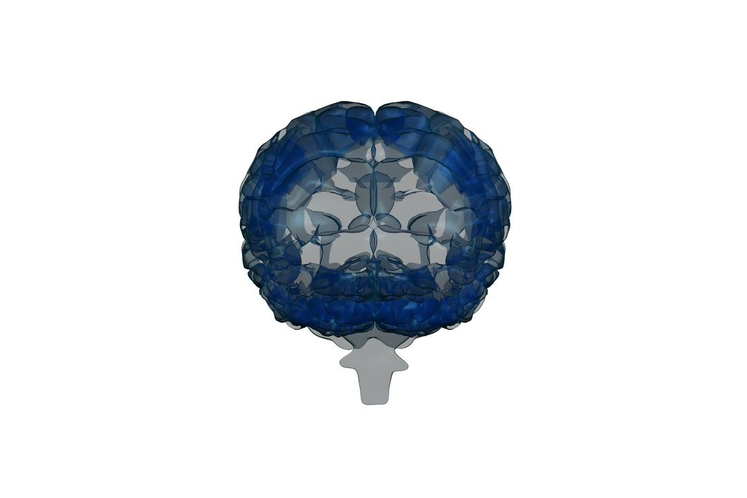 Blue Brain Illustration on Transparent Background Symbolizing Knowledge - Download Free Stock Images Pikwizard.com