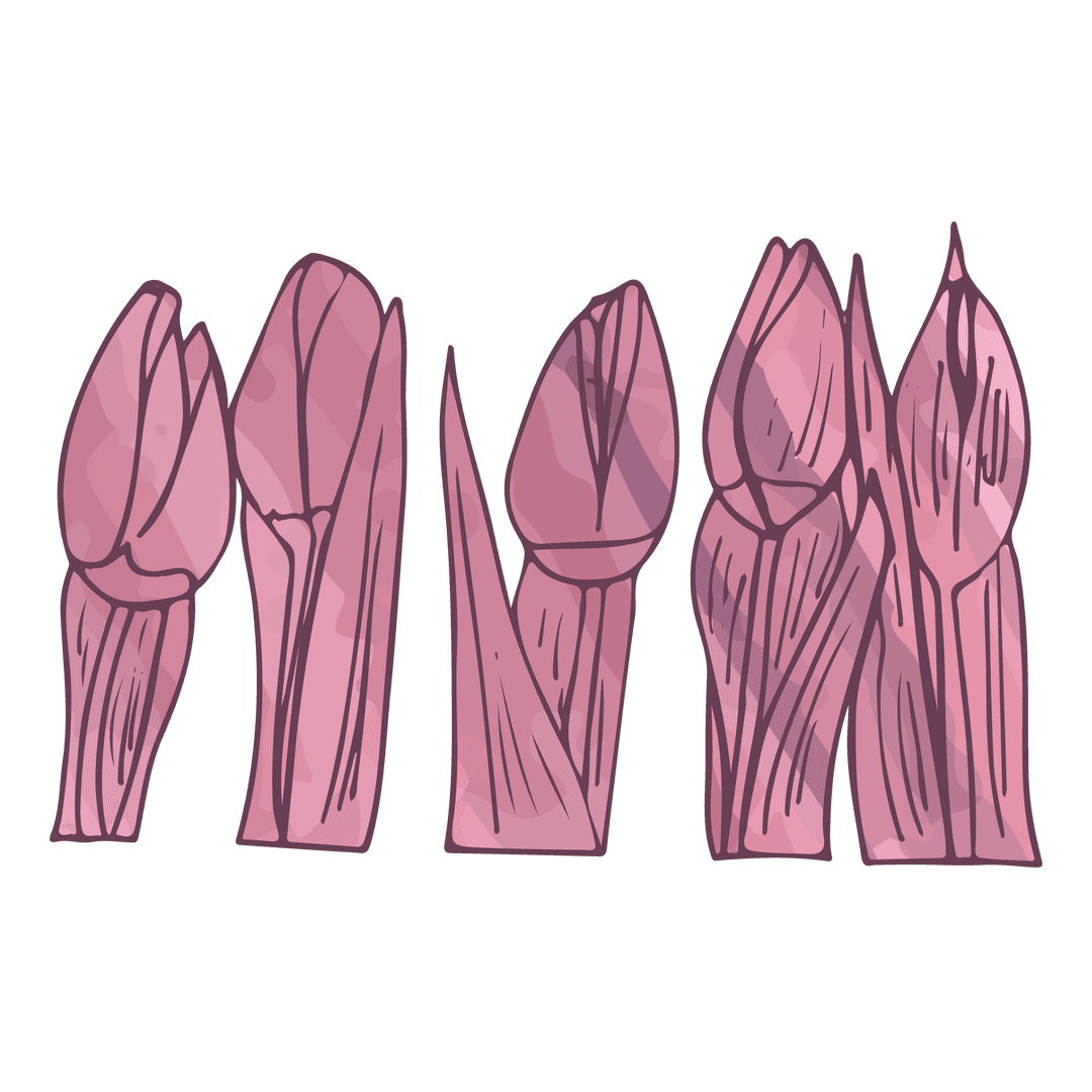 Pink Flowers Botanical Illustration Transparent PNG Vector