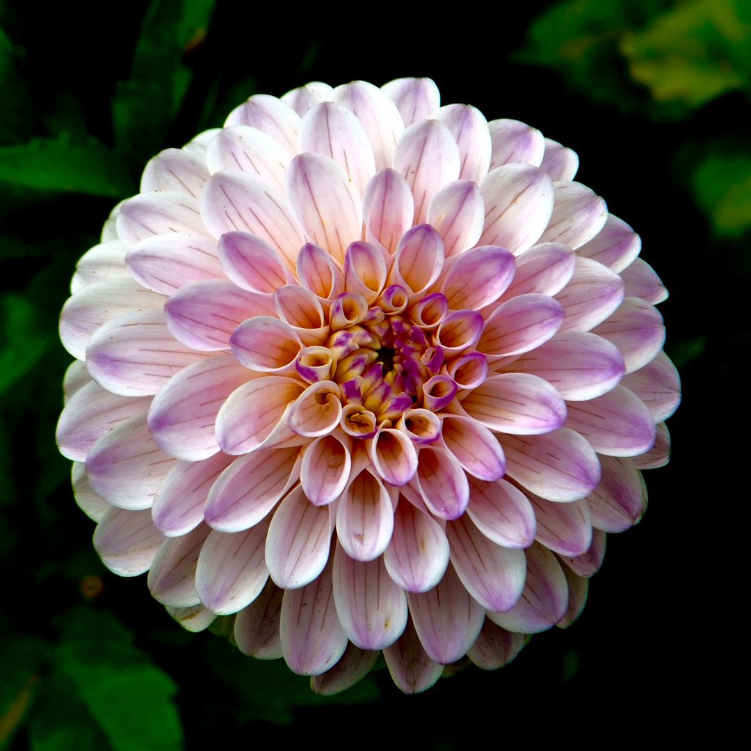 Close-up of Beautiful Pink-Purple Dahlia Flower Blooming - Free Images, Stock Photos and Pictures on Pikwizard.com
