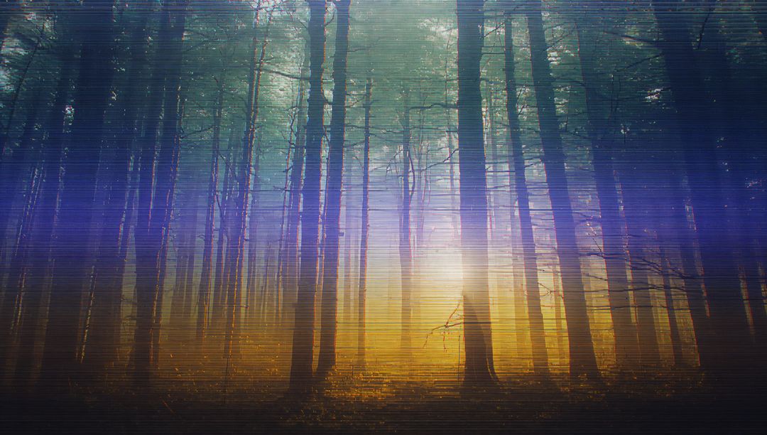 Mystical Forest with Morning Sunlight Piercing Through
