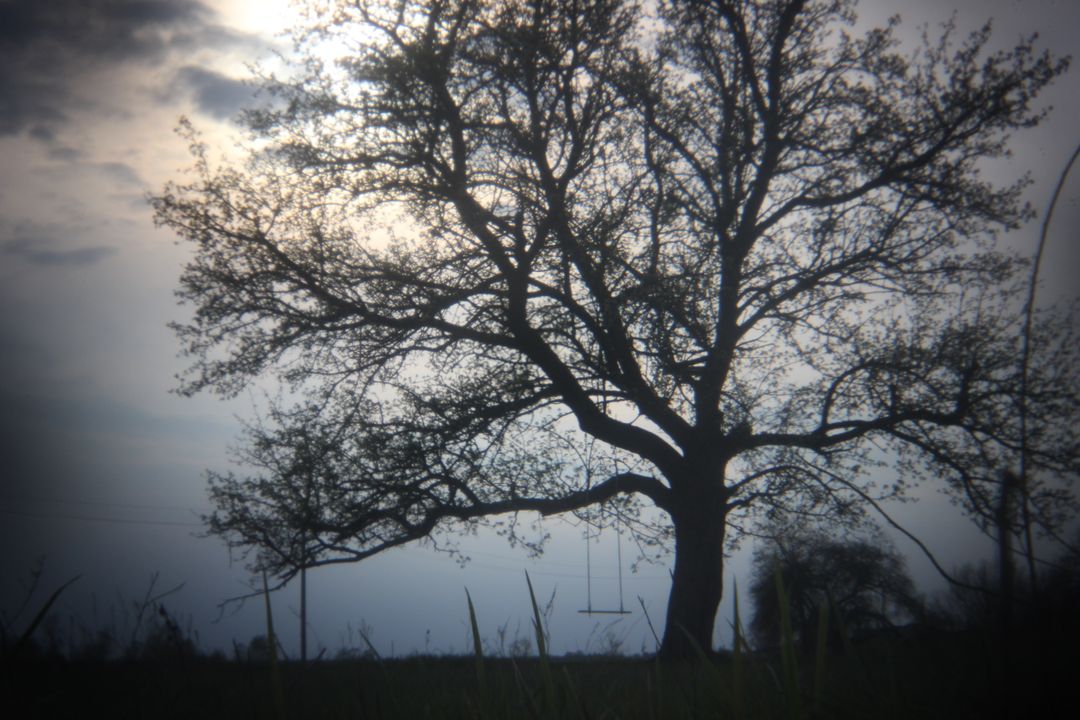 Silhouette of Leafless Tree at Sunset - Free Images, Stock Photos and Pictures on Pikwizard.com