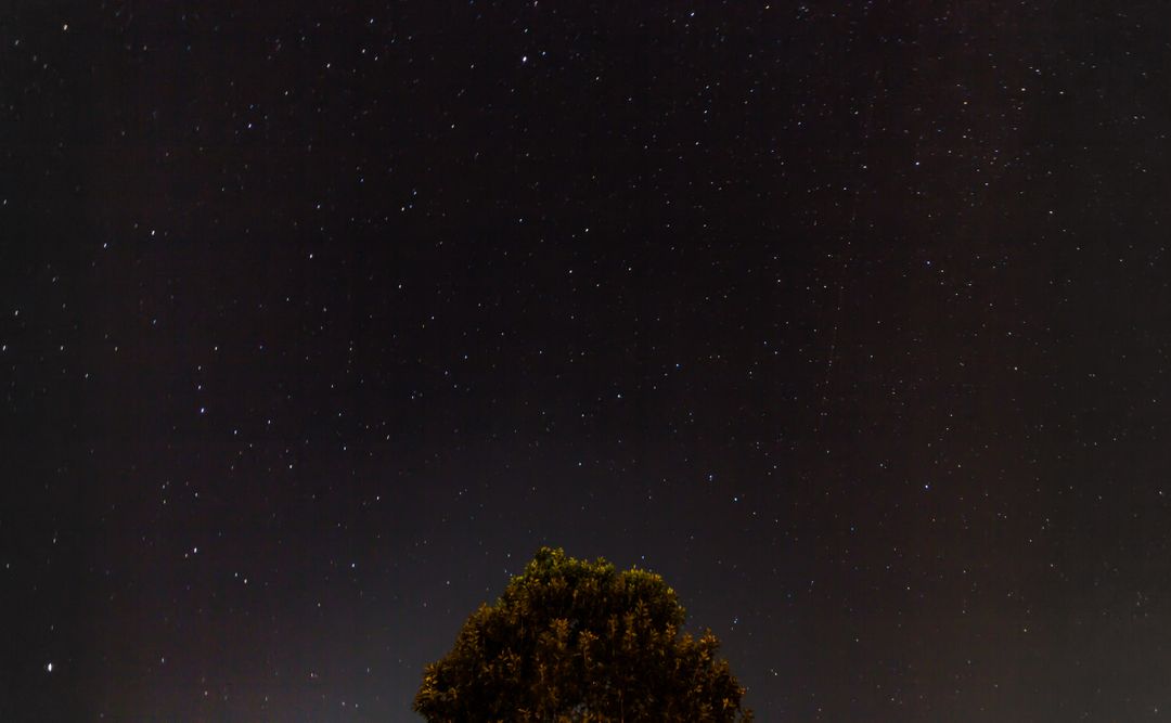 Tree Silhouette Under Starry Night Sky - Free Images, Stock Photos and Pictures on Pikwizard.com