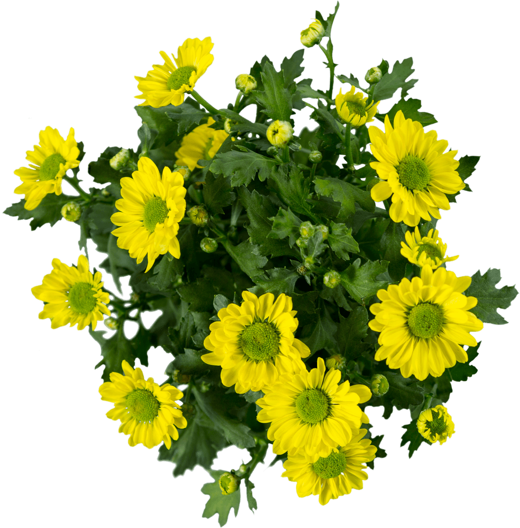 Vibrant Yellow Daisies on Transparent Background