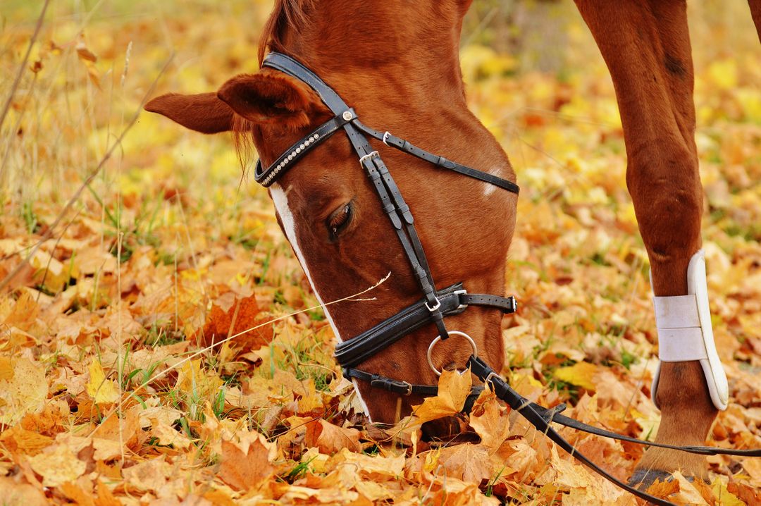 Brown Horse Grazing on Colorful Autumn Leaves - Free Images, Stock Photos and Pictures on Pikwizard.com