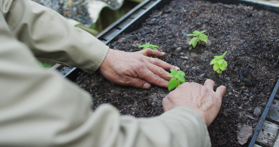 Senior Person Planting Seedlings in Garden Soil Tray - Free Images, Stock Photos and Pictures on Pikwizard.com