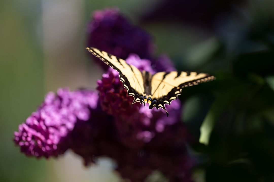 Yellow Swallowtail Butterfly Feeding on Purple Buddleia Blossom with Soft Bokeh Background