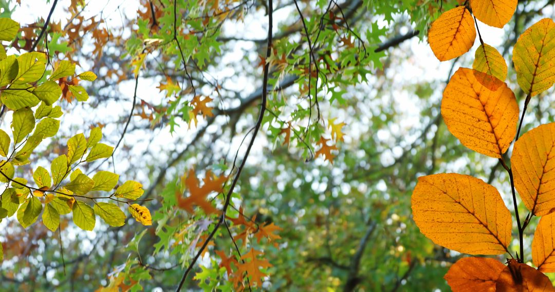 Vibrant Autumn Leaves in Colorful Tree Canopy