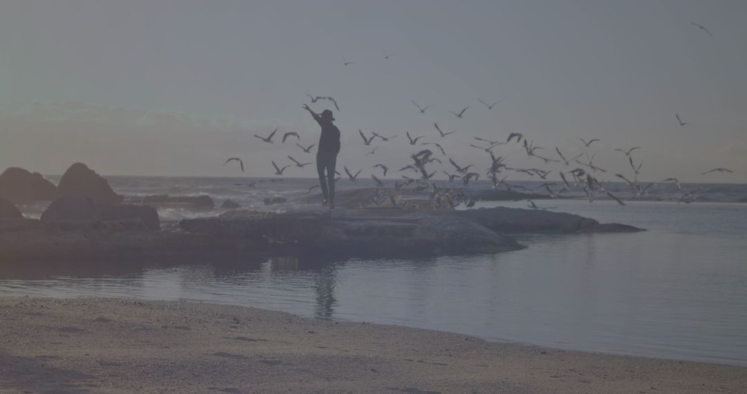 Silhouette of Person with Seagulls on Rocky Seashore at Twilight
