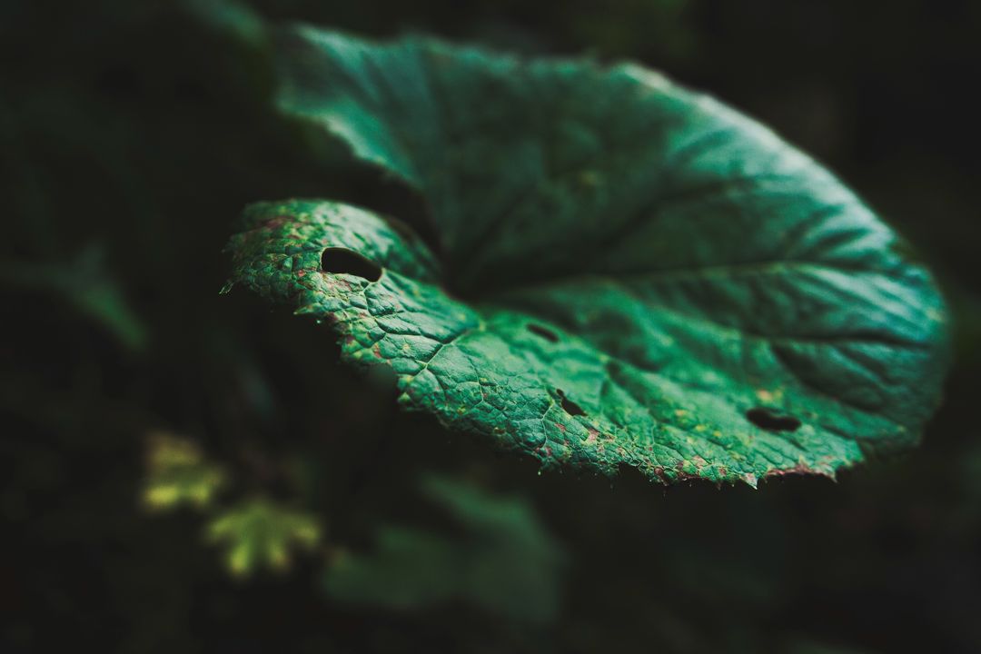 Closeup of Textured Leaf with Light and Shadow Patches