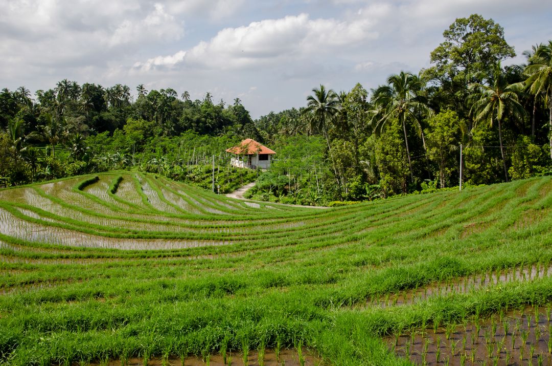 Scenic View of Lush Green Terraced Rice Fields with Tropical Backdrop