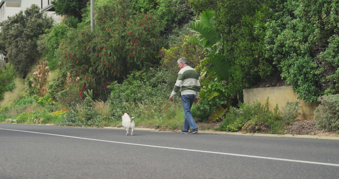 Man Walking Dog on Quiet Roadside with Lush Greenery - Free Images, Stock Photos and Pictures on Pikwizard.com