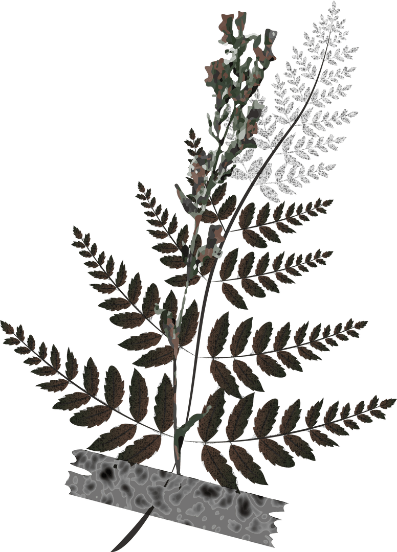 Fernlike Stem Illustration with Black Tape on Transparent Background
