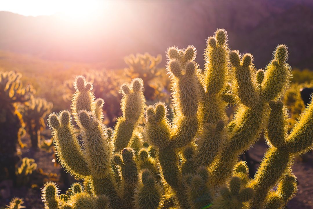 Sunset Glow on Desert Cacti - Free Images, Stock Photos and Pictures on Pikwizard.com