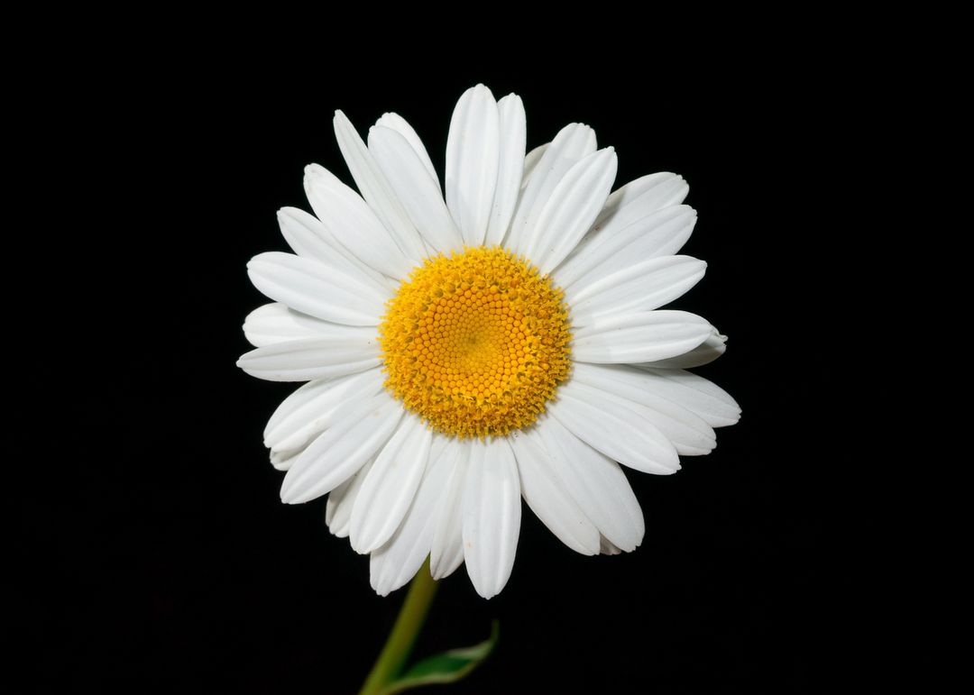 Close-up of White Daisy Bloom on Black Background - Free Images, Stock Photos and Pictures on Pikwizard.com
