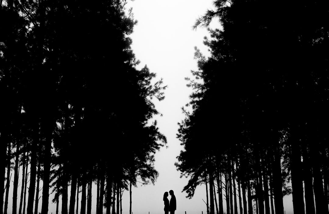 Couple Silhouette Beneath Tall Trees - Free Images, Stock Photos and Pictures on Pikwizard.com